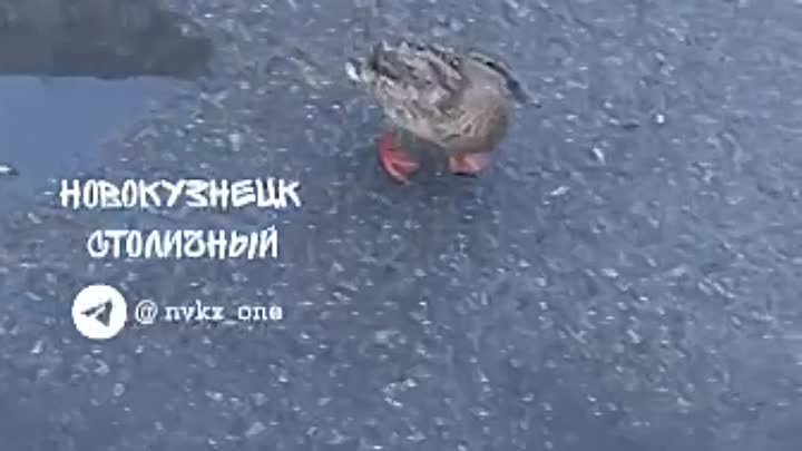 Пешеход-нарушитель в Новокузнецке