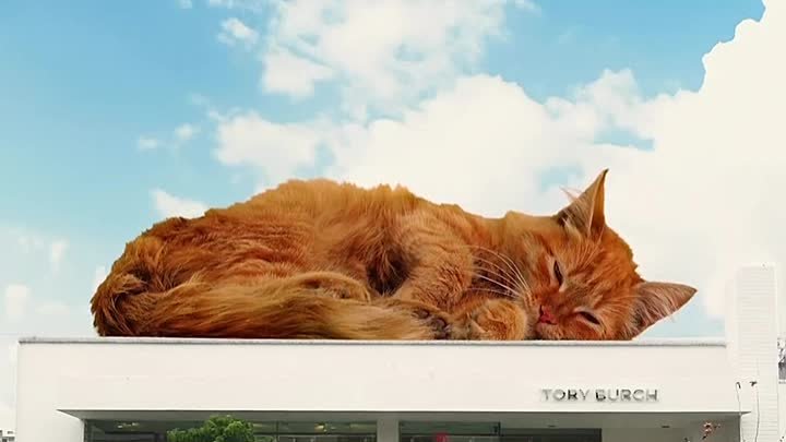 Кот на крыше магазина Tory Burch