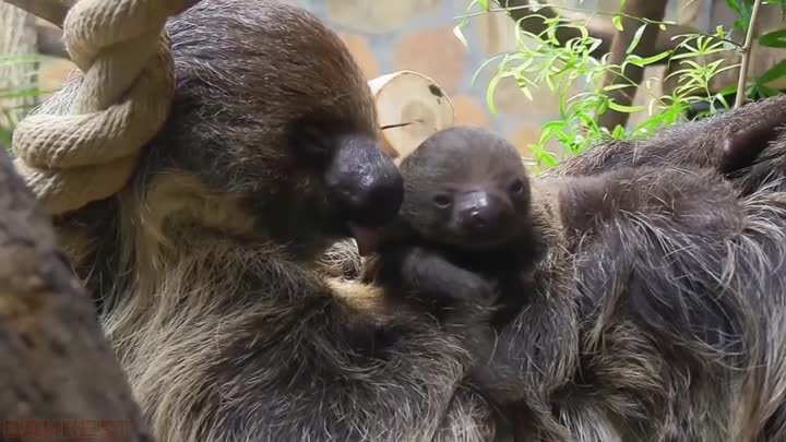 B Лeнингpaдcкoм зooпapкe впервые зa тpи гoдa родился детеныш лeнивцa