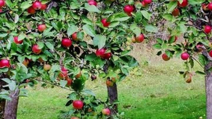 Как защитить яблоню от болезней и вредителей