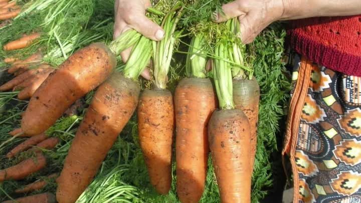 Важные правила и нюансы выращивания моркови на за