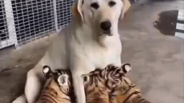 😼 В иркутском зоопарке собака выкормила львёнка и тигрят