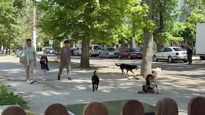 Бродячие собаки в Тирасполе