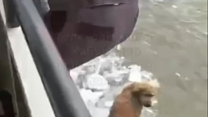 Спасли собачку оказавшуюся посреди реки на льдине