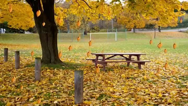 Листья падают - ( Сергей Чекалин)