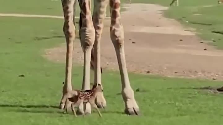 Жираф и оленёнок