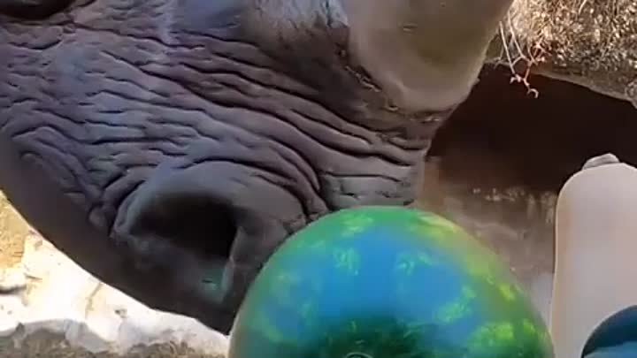 Носорог и вкусный арбуз
