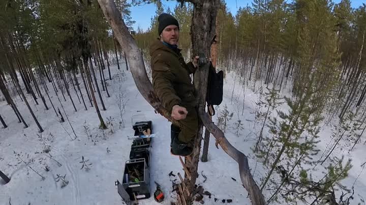 Мужик залез на дерево 