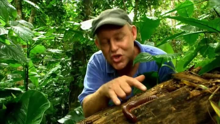 Самые большие и страшные жуки в мире 2004