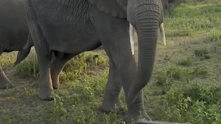 Любопытный слоненок