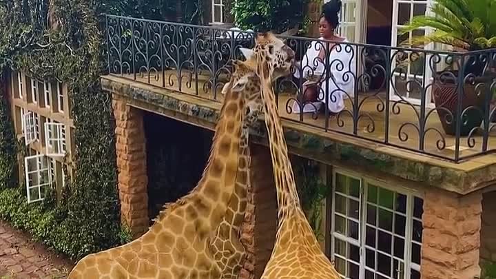 Завтрак с жирафами в Кении