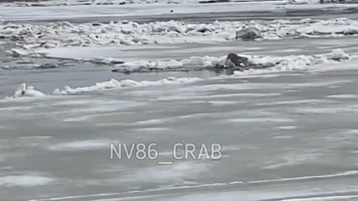 В Нижневартовске собаку унесло на льдине. Шансы спасти ее минимальны
