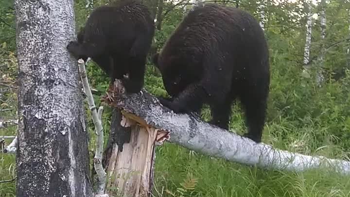 Медвежонок по имени Шлёп