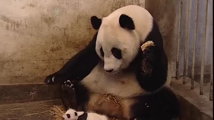 Как чихают панды