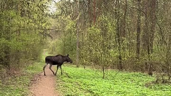 В минском парке обнаружен лось. Пока спокойно гуляет