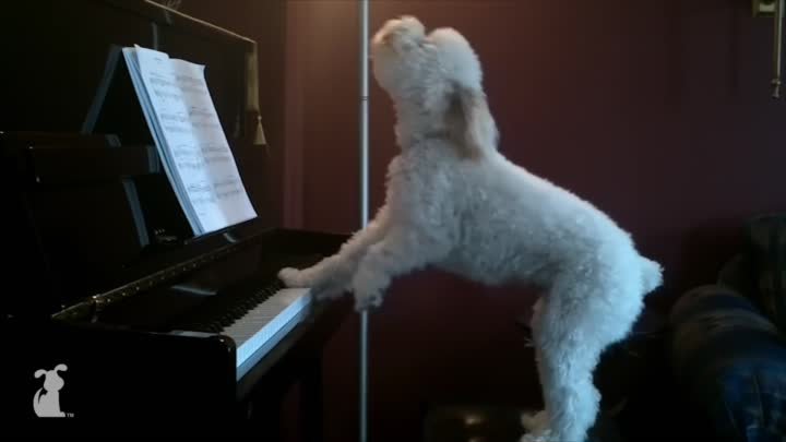Сборник музыкальных собак (смешная компиляция!)