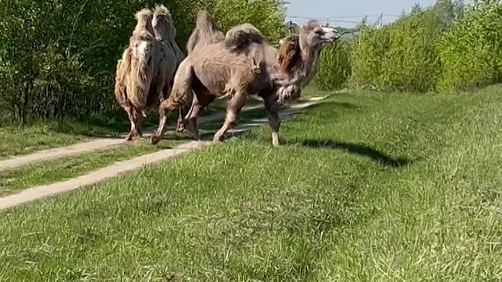Верблюды в Раменском