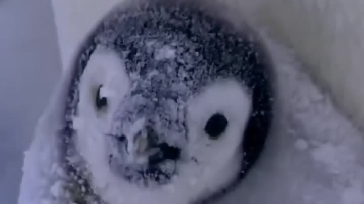 Как согреваются пингвины на морозе?