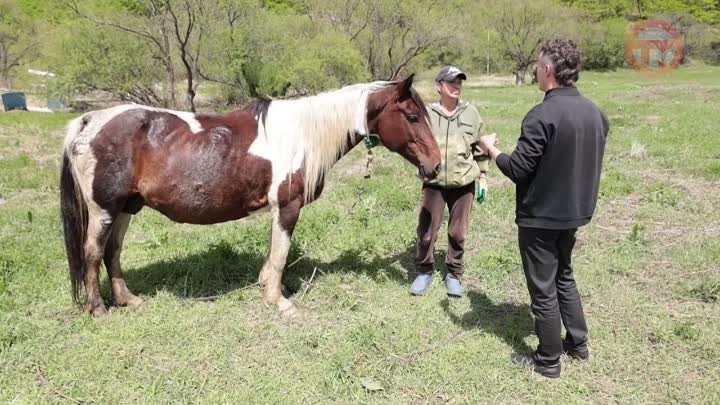 Тигриная осада в селах округа (ТМ-13.05.24)