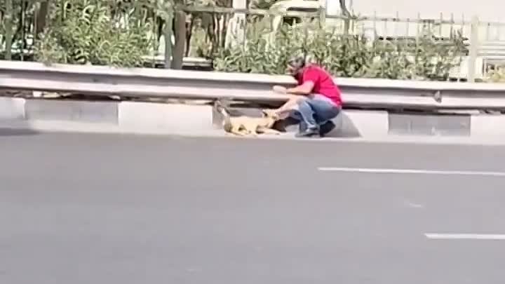 Человек приходит на помощь собачке.
