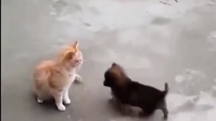 Жуткое нападение трех собак на кота 😱