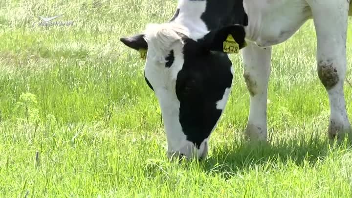 В Приволжском районе заработала новая молочная ферма