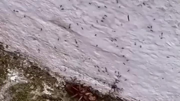 силища муравьиная 