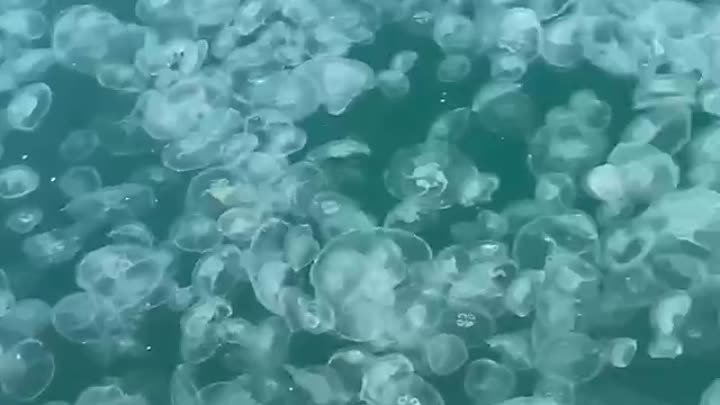 Анапу атаковали медузы