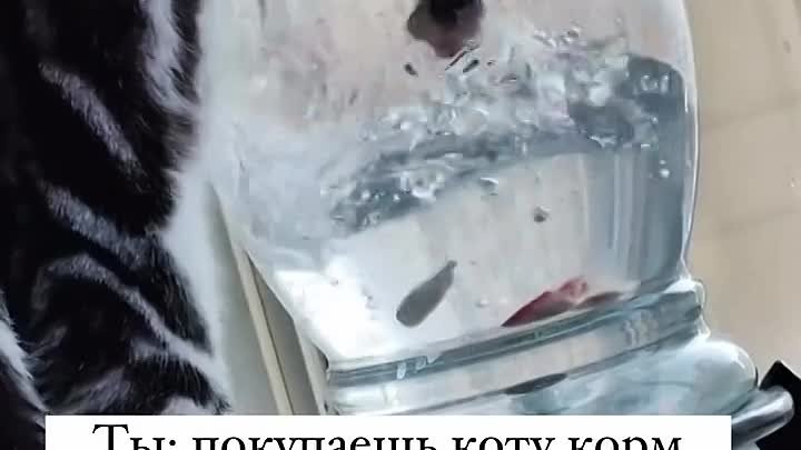 Гр. Наши четвероногие любимчики 🐾