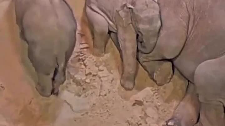 Слонята и их мама ложатся спать