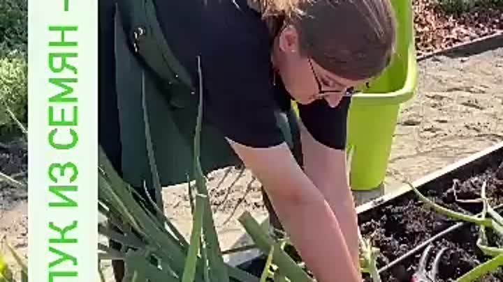 Как вырастить такой огромный лук из семян