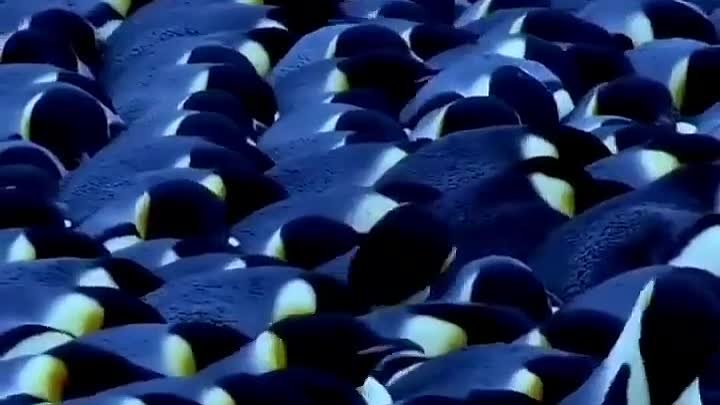 Пингвины греются