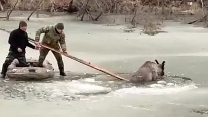 Провалившегося под лед оленя спасли в Амгинском районе Якутии