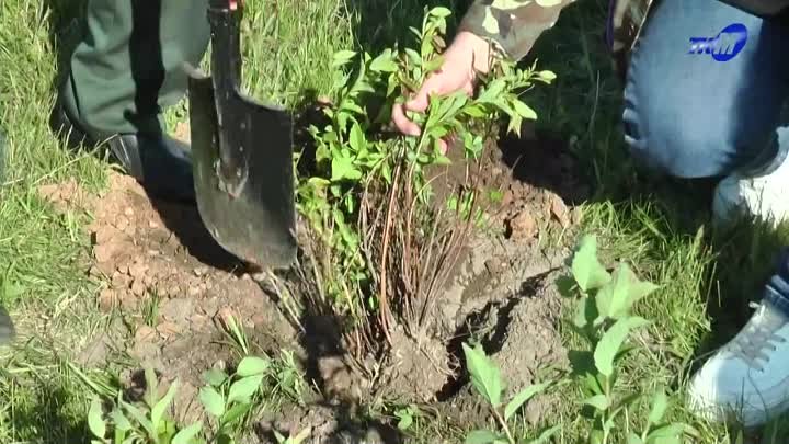 Мозыряне_высадили_«Памятную_аллею»