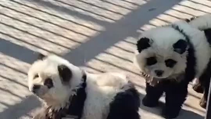 Собаки превратились в панд в Китайском зоопарке
