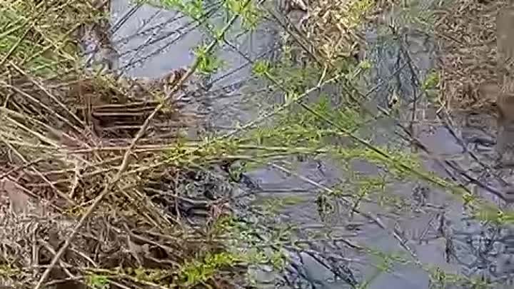 Грязь течет в р.Чепцу. Вонь стоит. В жару ещё хуже ""благо ...