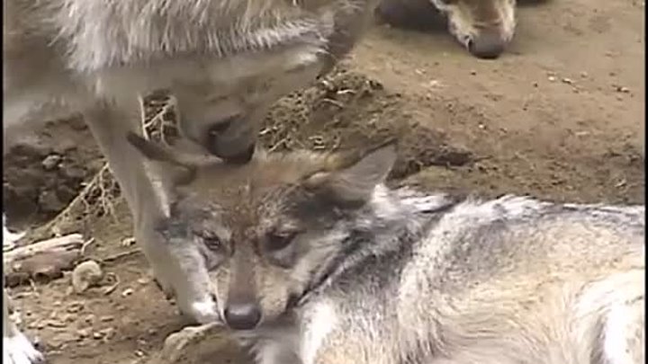 Bath-Time-For-Mexican-Wolf-Pup_55.mp4