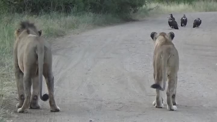 В Африке засняли случайную встречу двух львов, четырёх стервятников, ...