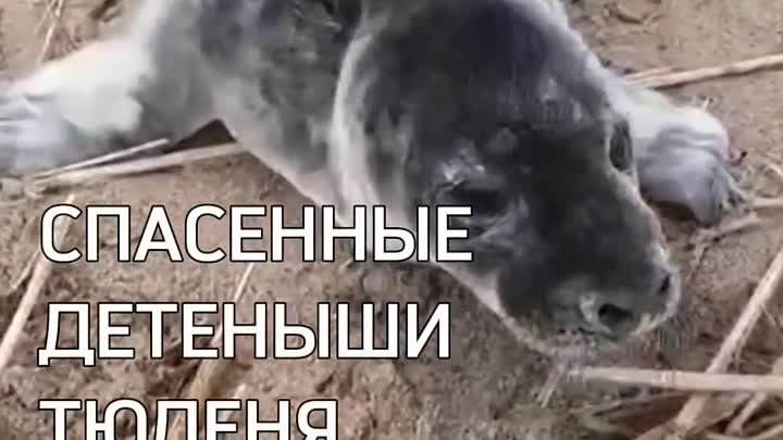 Спасенные детеныши тюленя