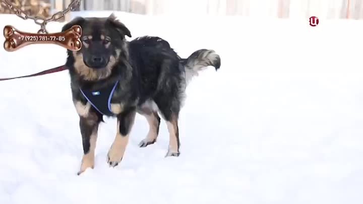 Плюша. Видео на ТВЦ