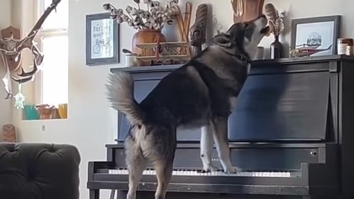 Когда собака играет на пианино лучше тебя 
