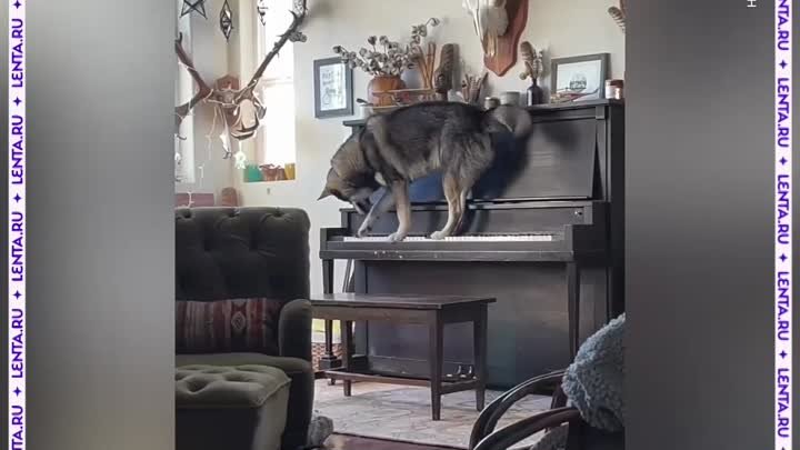 Пёс играет на пианино и поёт