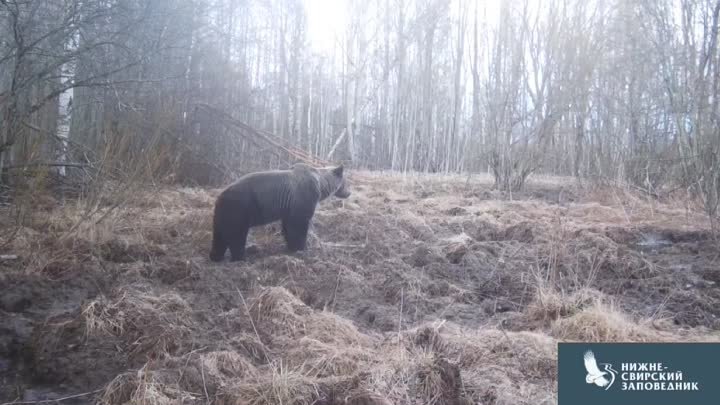 Видео из Нижне-Свирского заповедника