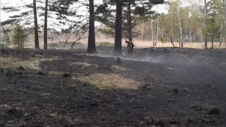 Причиной лесного пожара мог стать непотушенный костёр