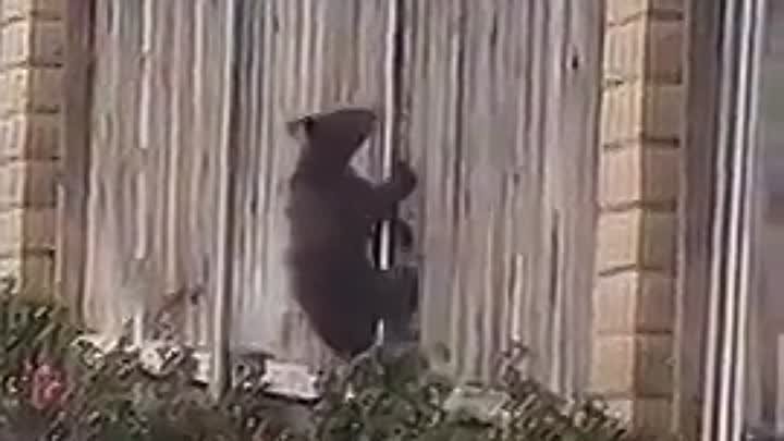 Медведи лезут через забор.