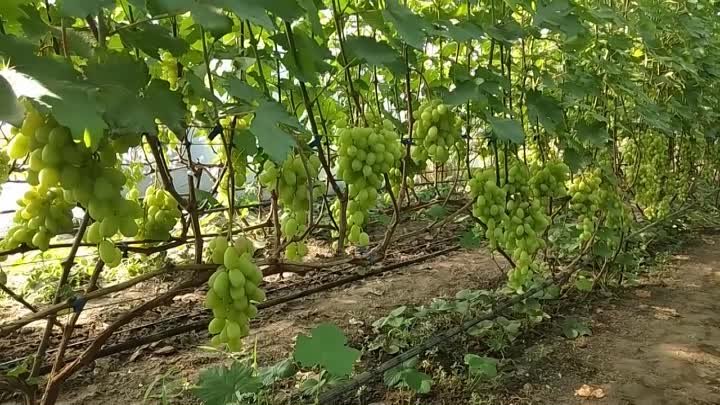Сколько кистей оставлять на винограде