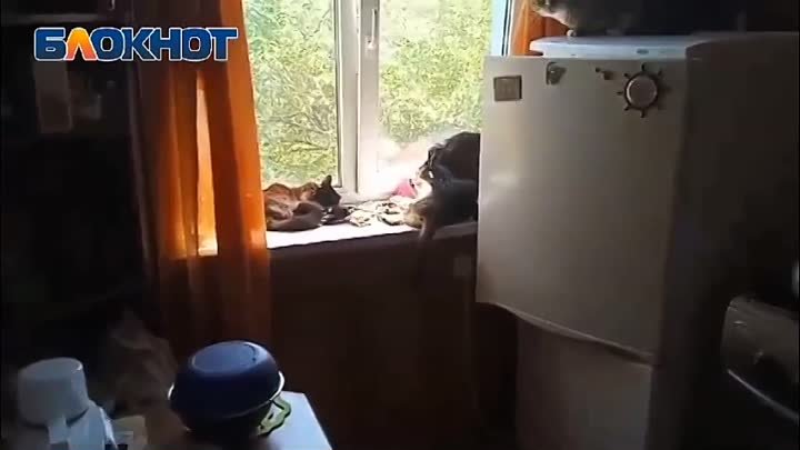 Суровые волжские коты открывают холодильник самостоятельно