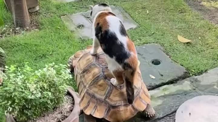 Спосибо за поездку, мистарб черепах