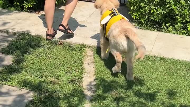 Первый урок плавания собаки в бассейне