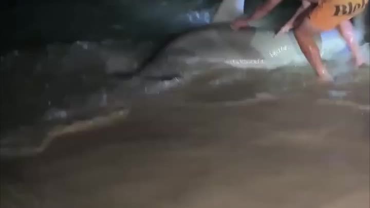 Акула-молот спасена
